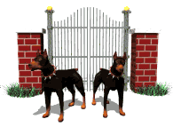A doberman