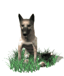 German Shepard